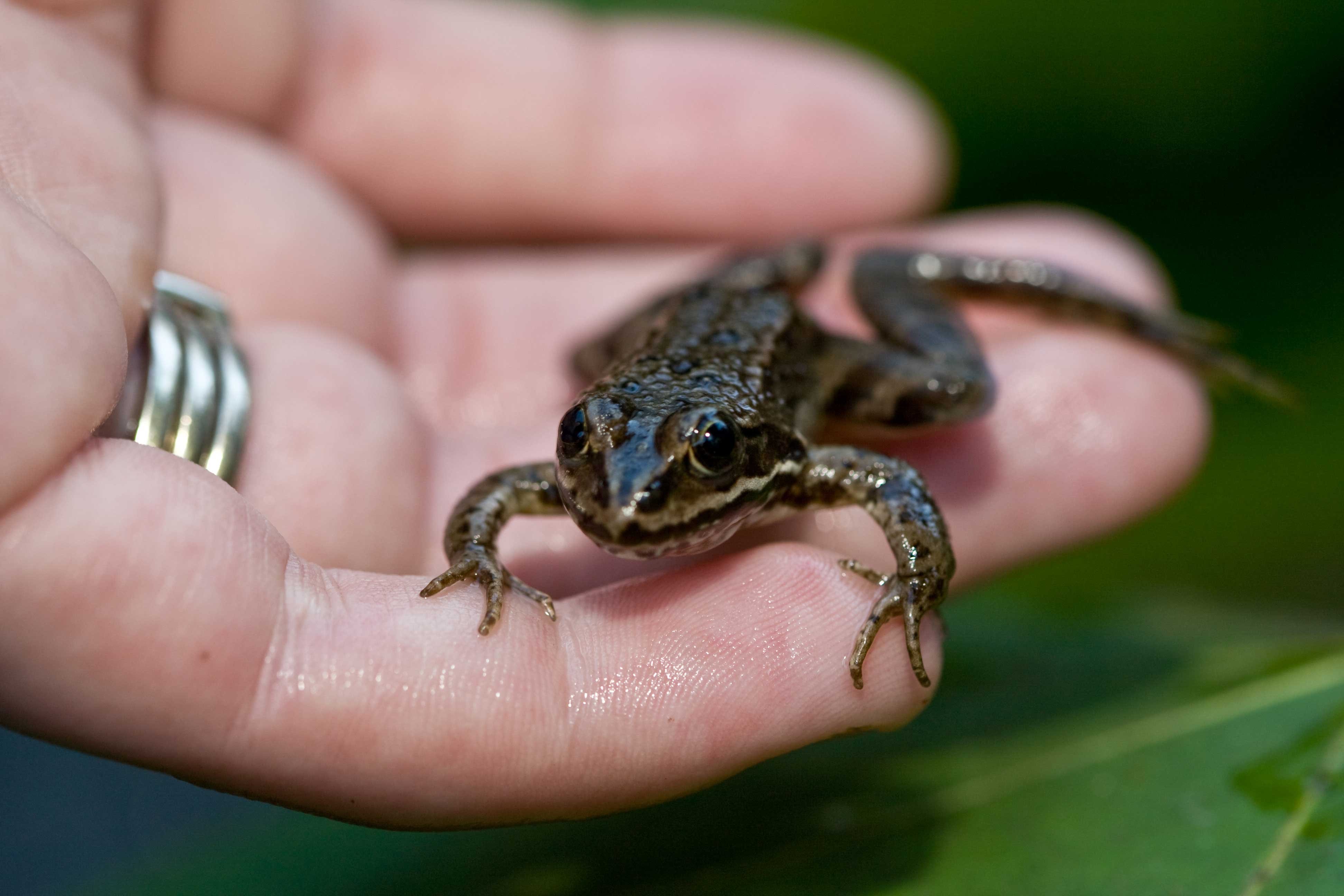 Frog in hand of conservation volunteer