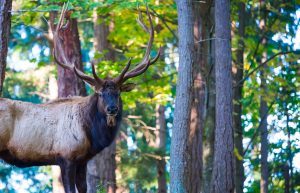 Elk in forest at Northwest Trek best one
