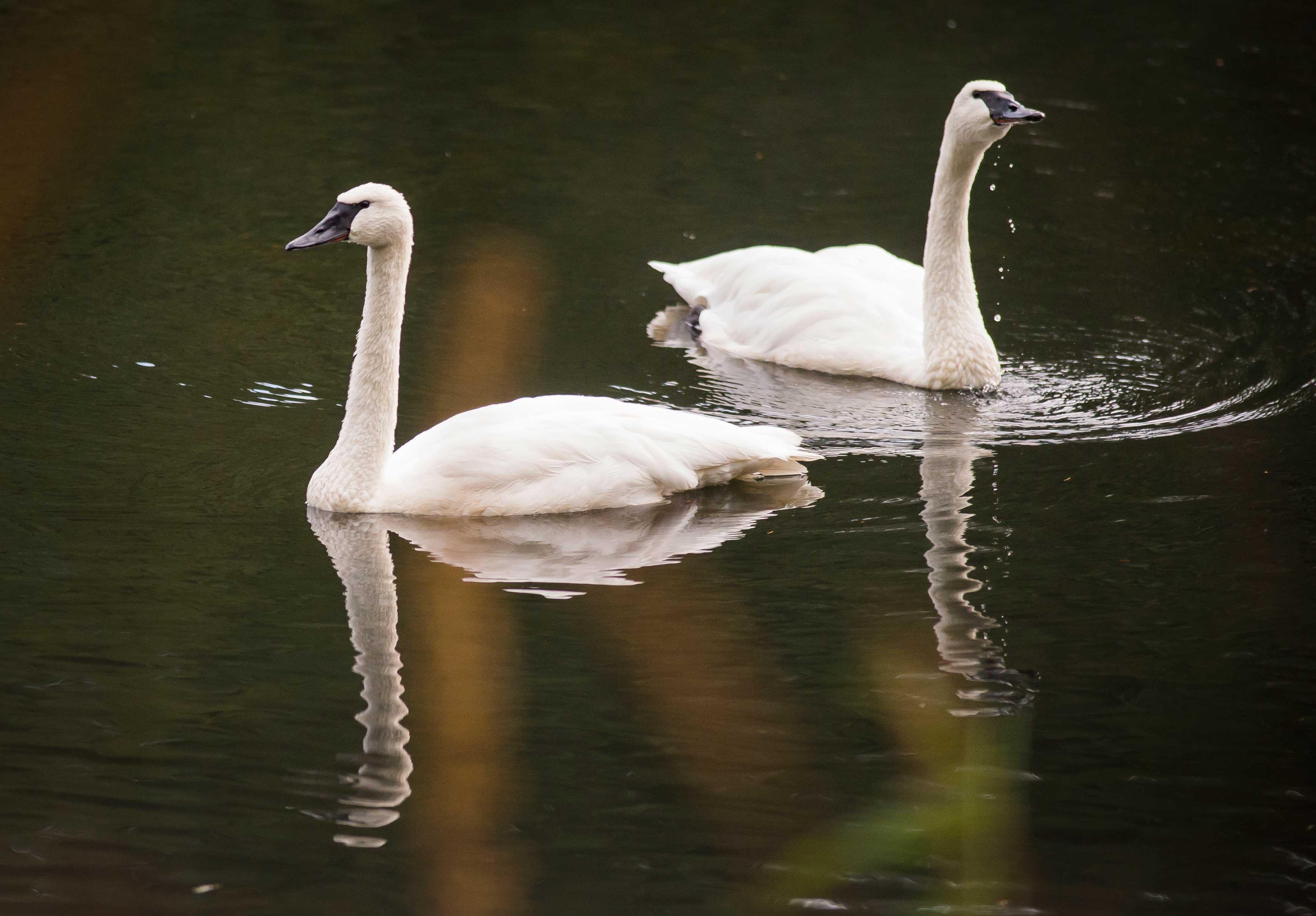 trumpeter swans on lake
