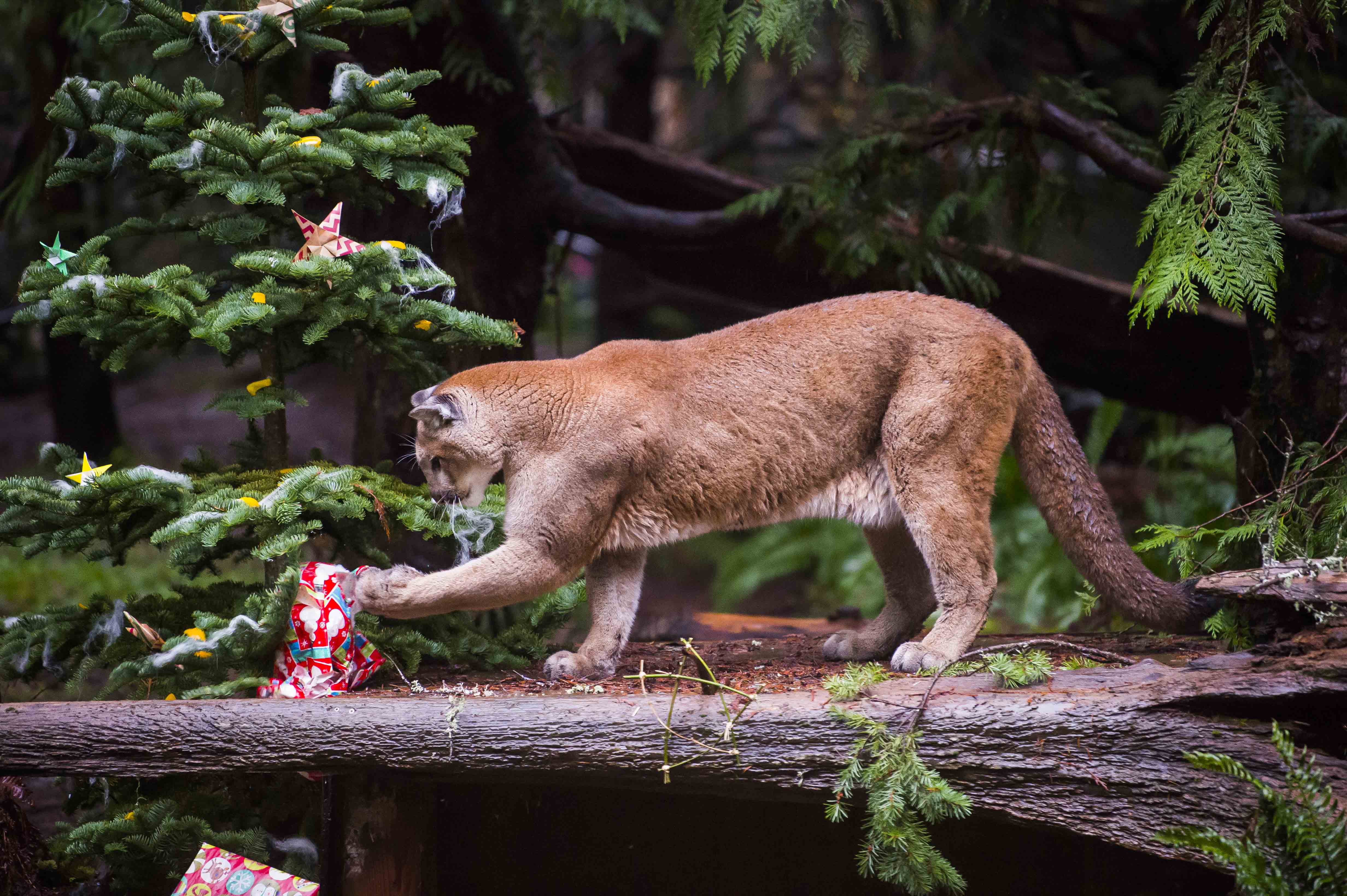 Cougar and present at Winter Wildland