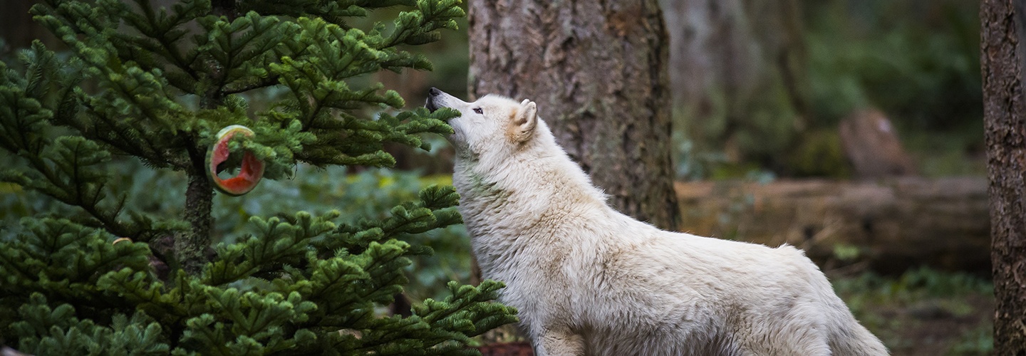 winter wildland wolf