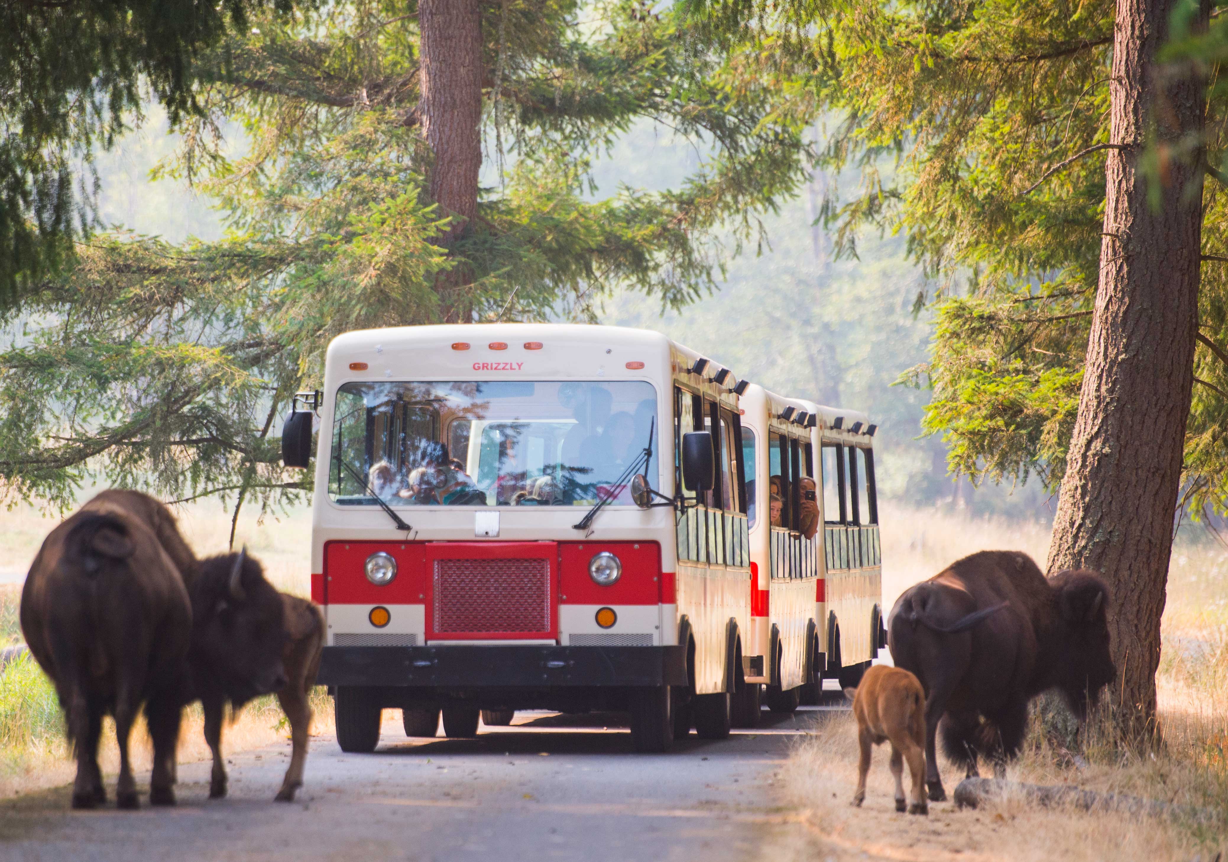 Tram going through trees with bison