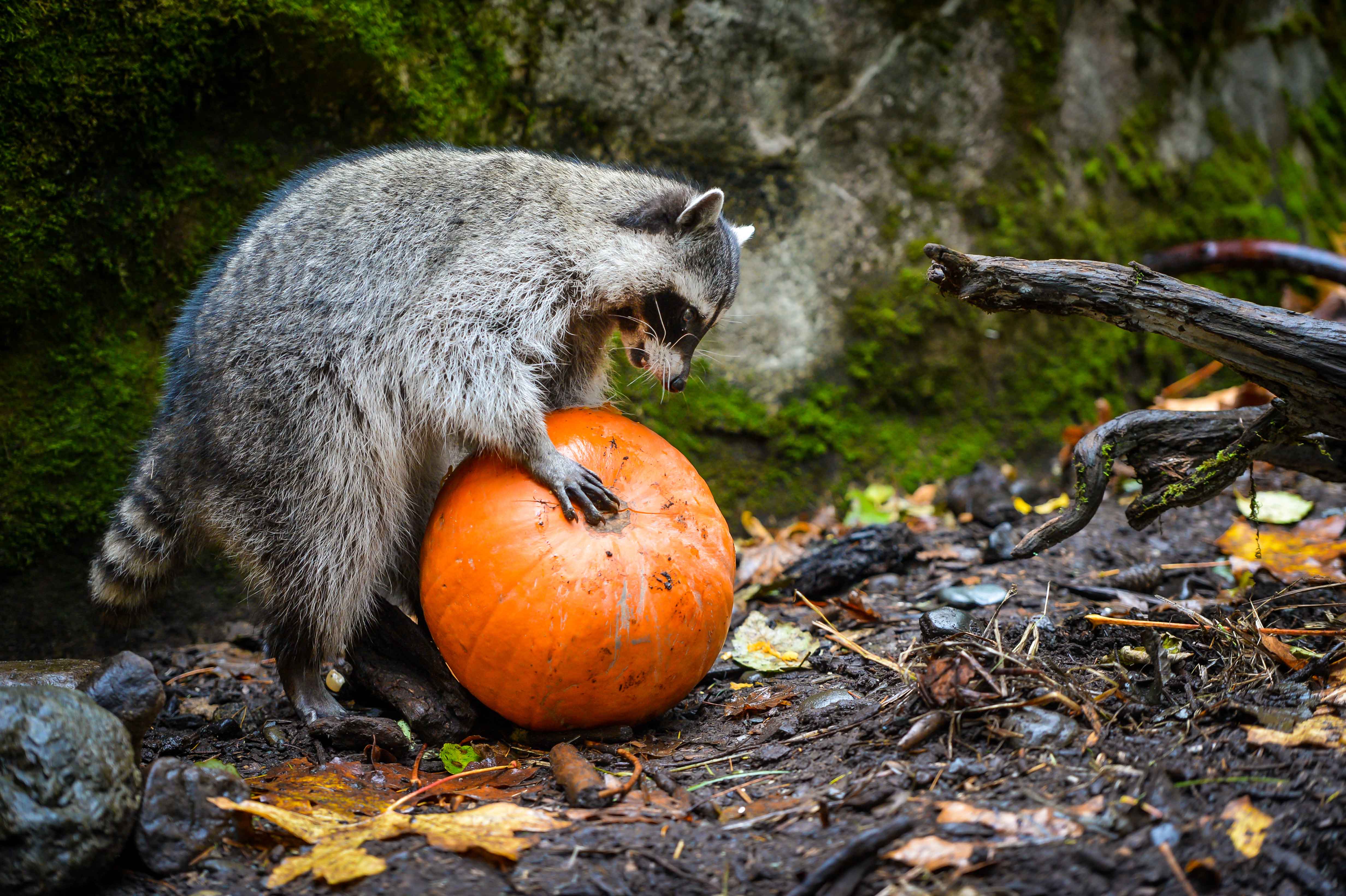 raccoon pumpkin