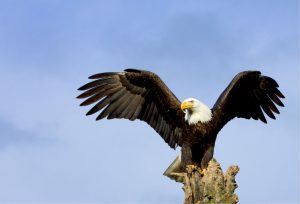 Bald eagle perching