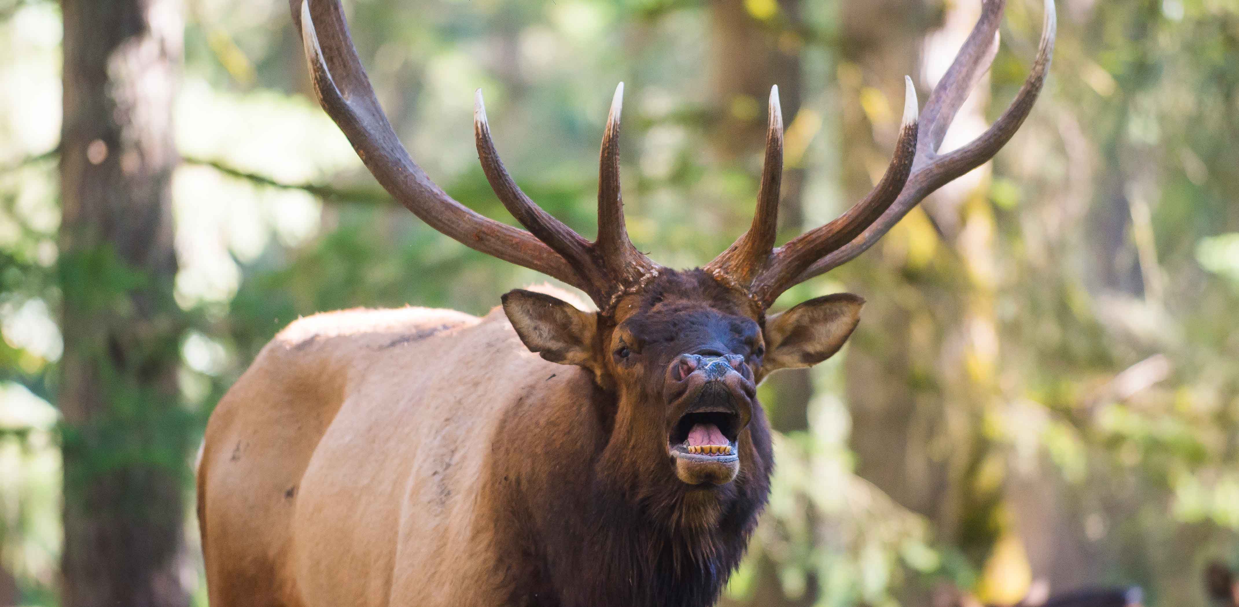 Bugling elk