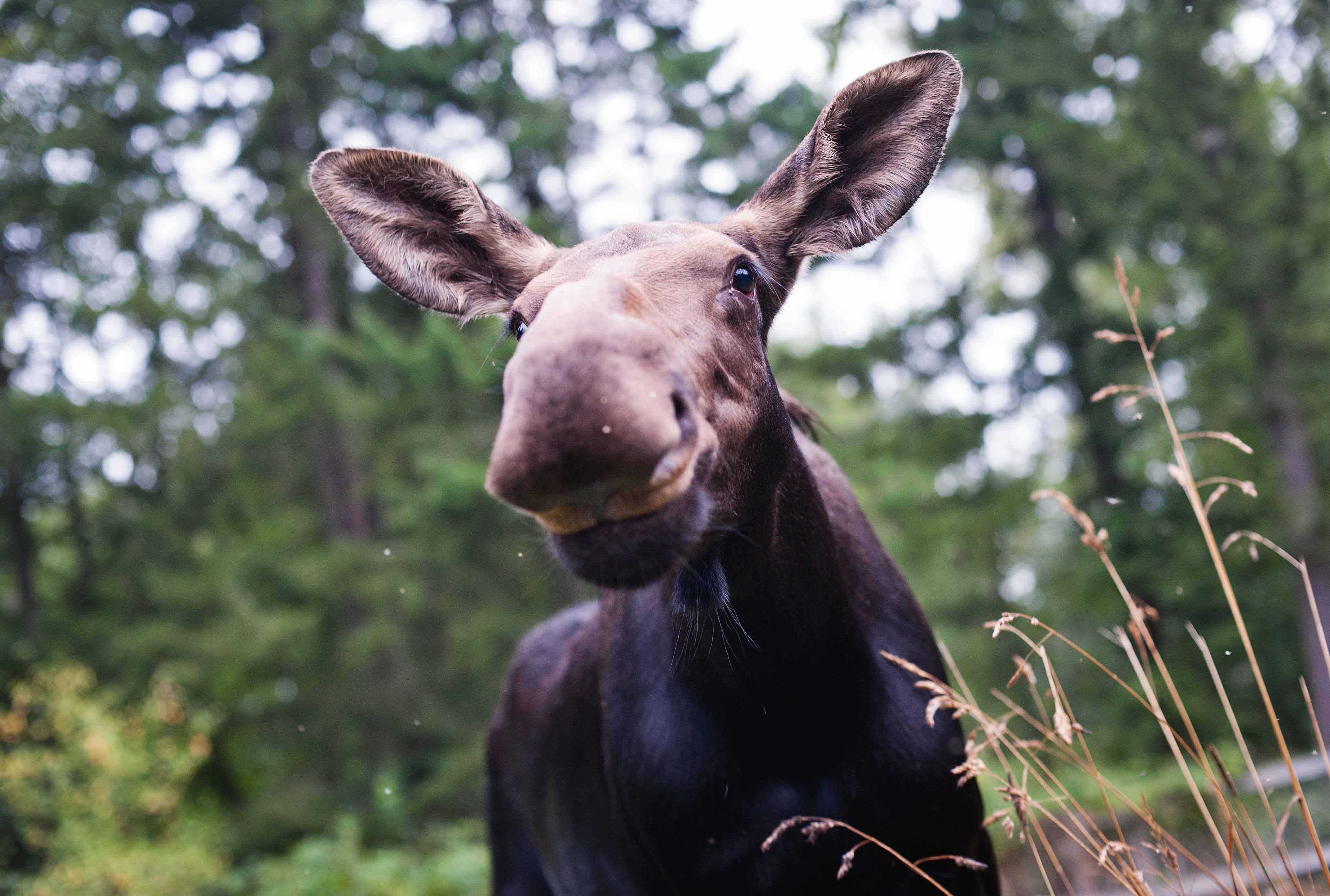 Moose with big nose