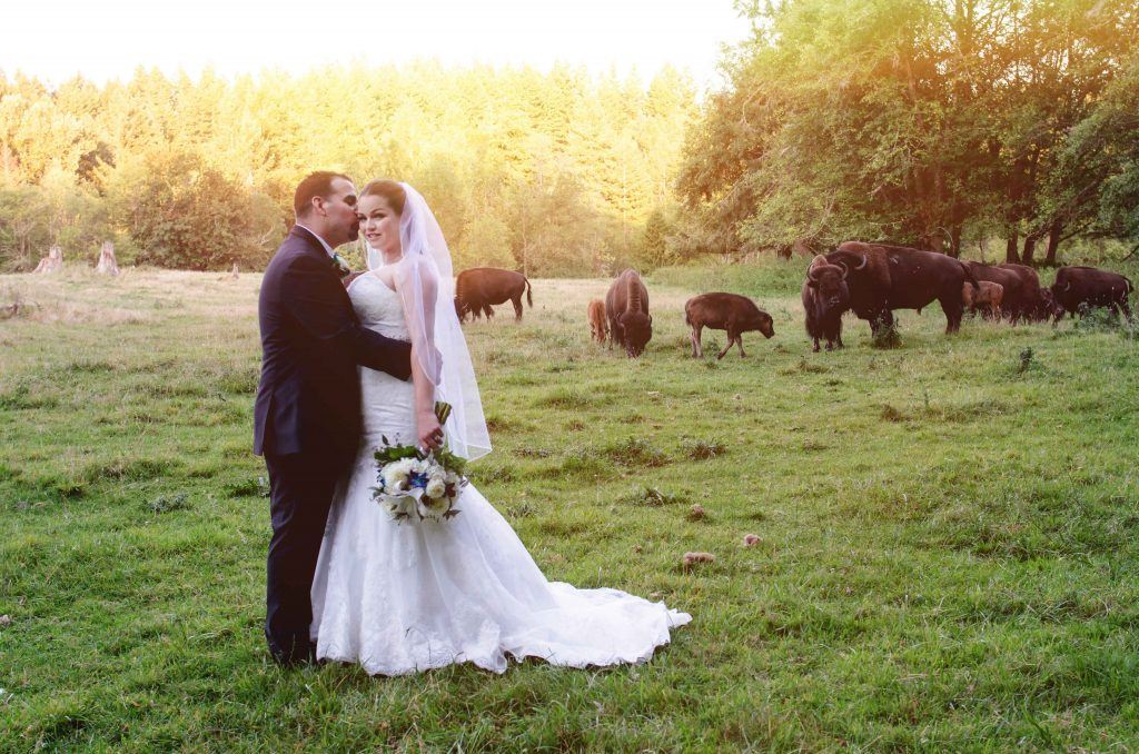 Wedding couple with bison