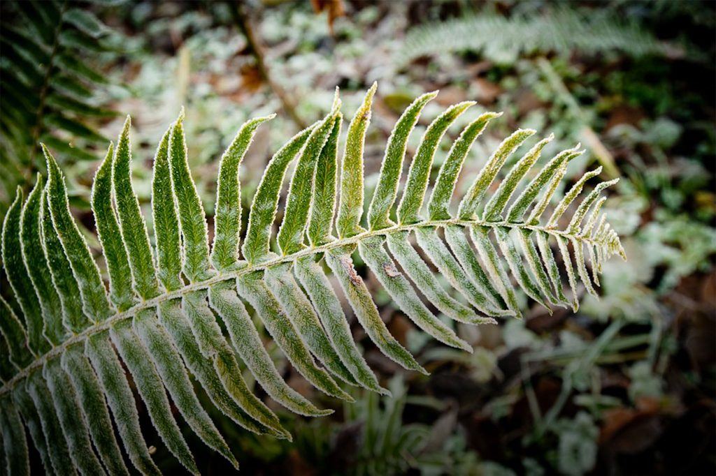 Frosty fern frond for Plants