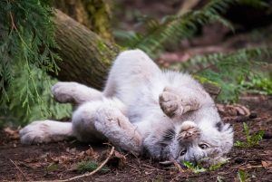 Nuka the Canada lynx rolling on the ground.