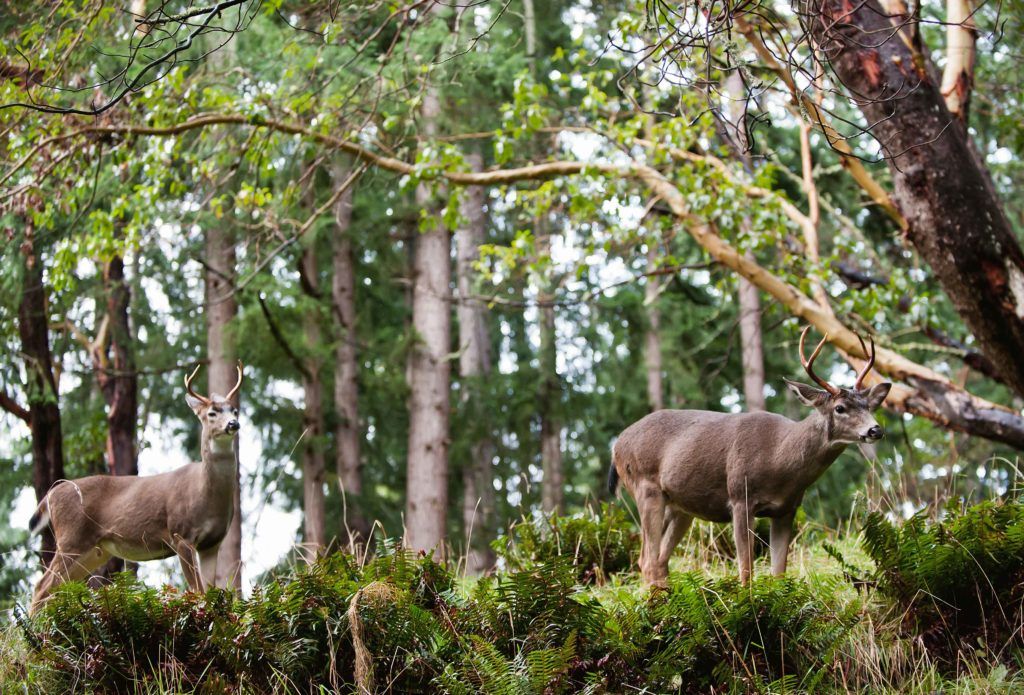 Deer in forest in Free Roaming Area