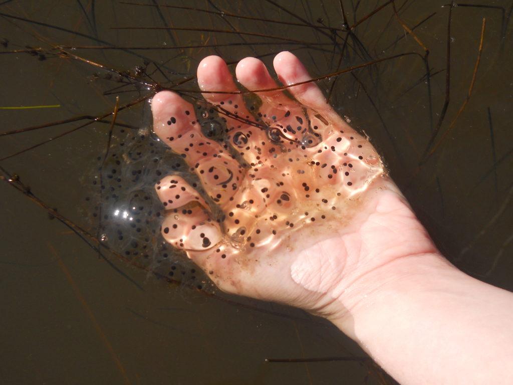 What do I do if I find frog eggs? - Rankiing Wiki : Facts, Films ...