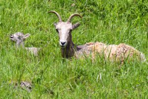 Bighorn sheep and laughing lamb