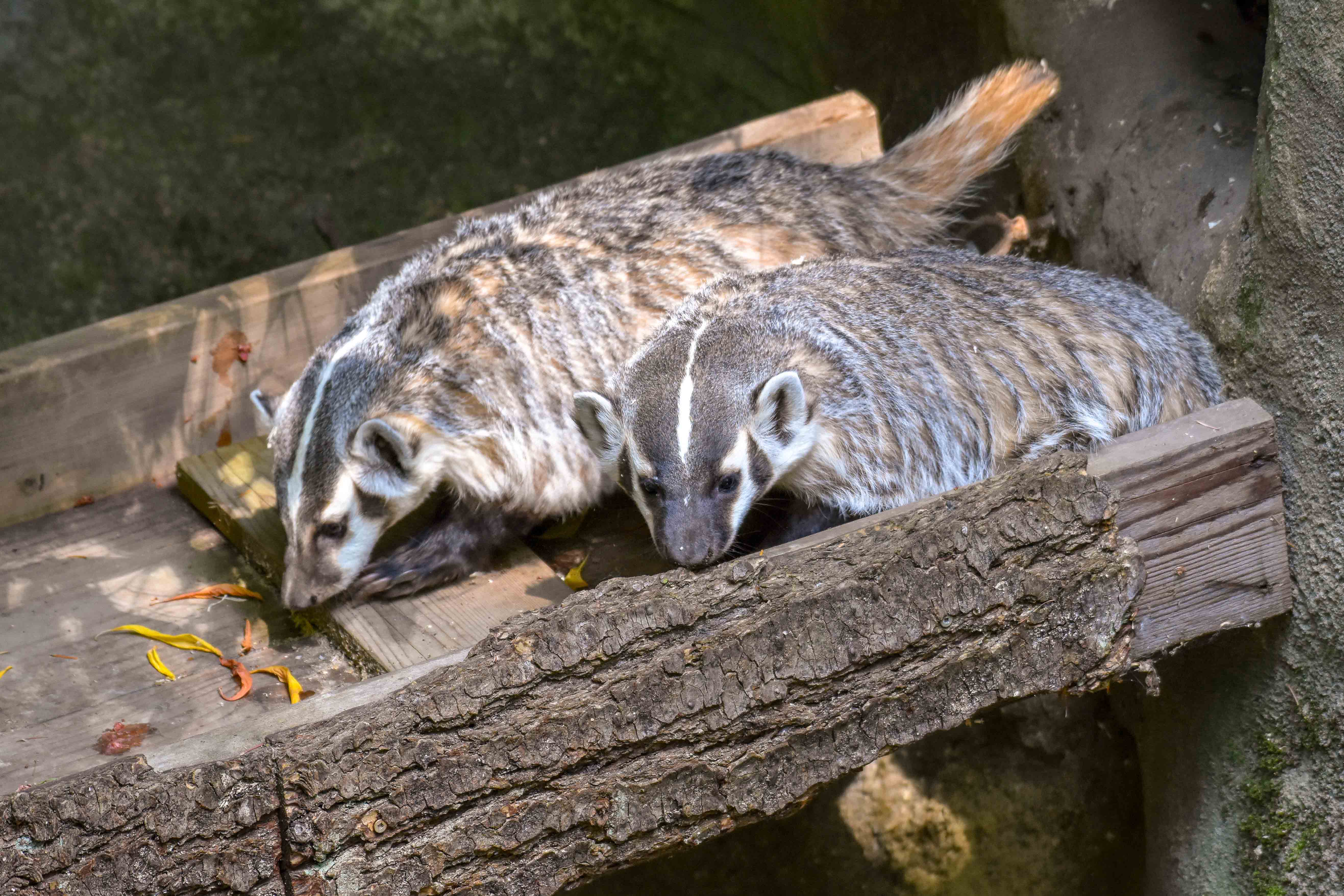 Two badgers on log