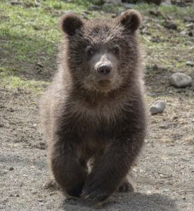 Alaska grizzly cub