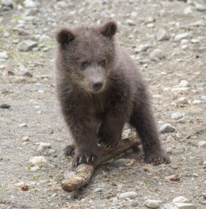 Alaska grizzly cub