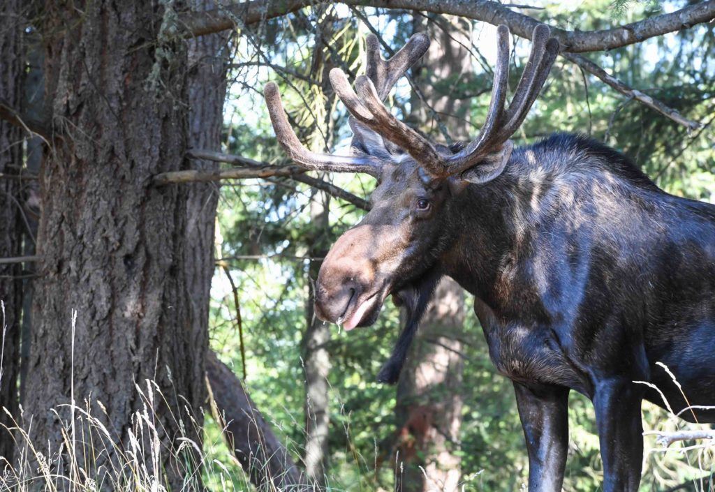 Moose near tree