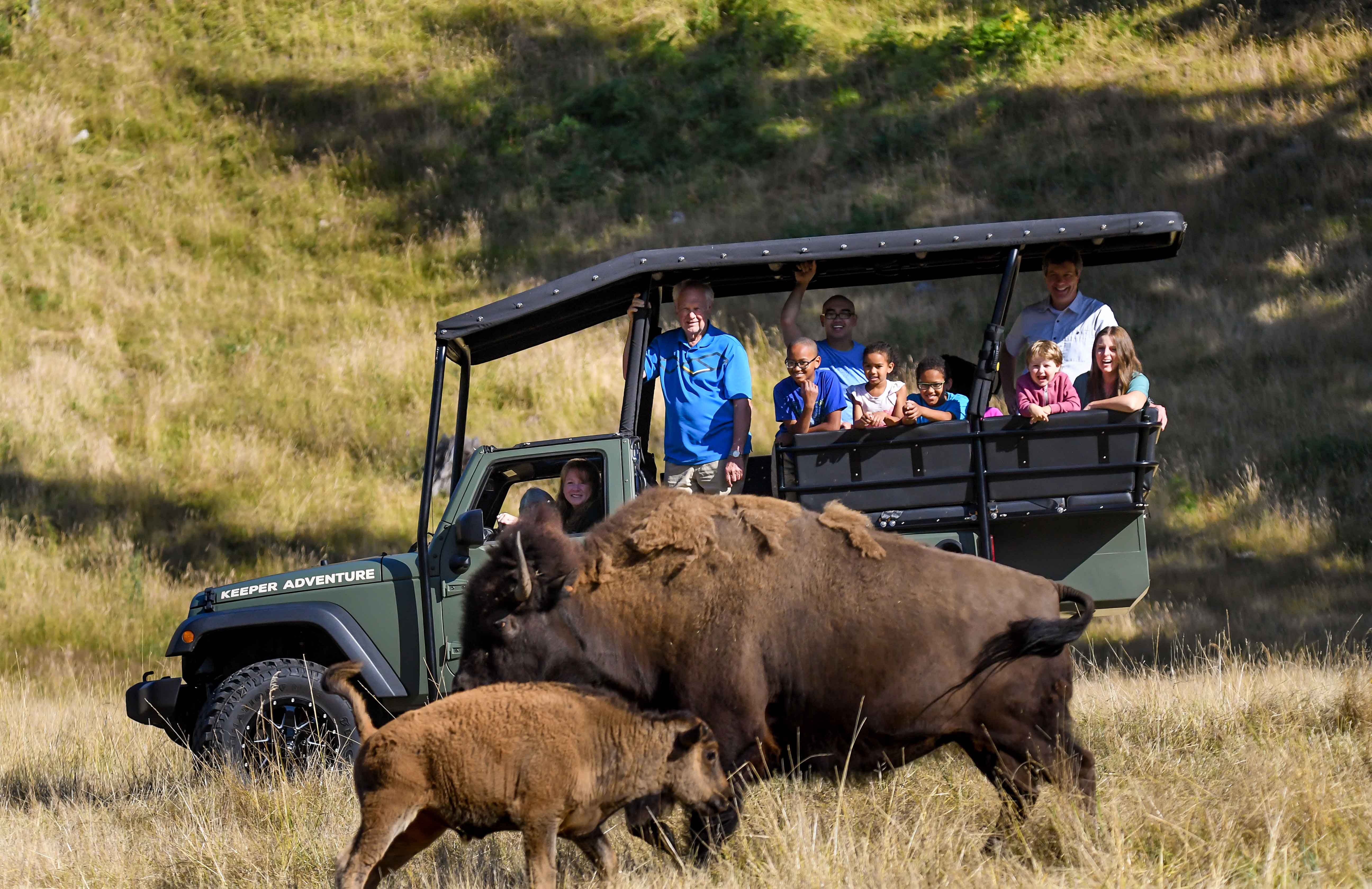 keeper tour two bison