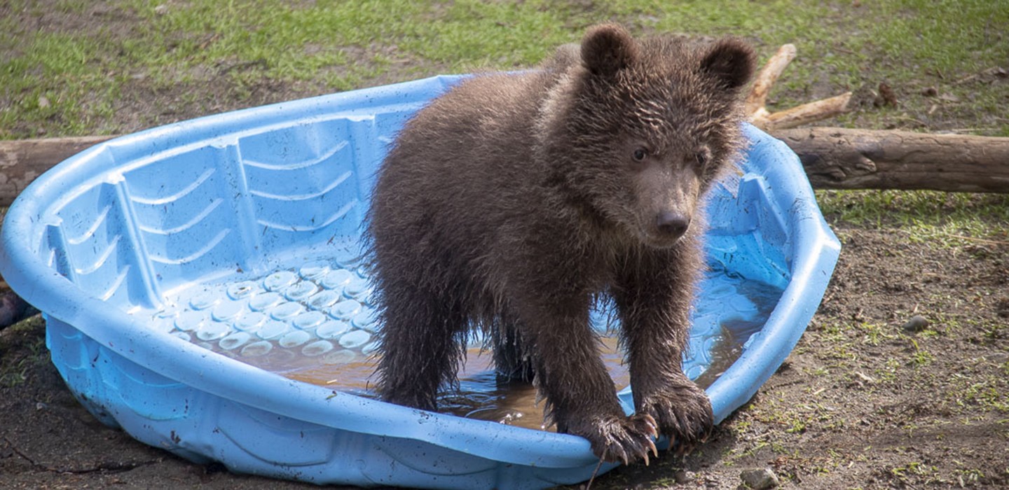 Grizzly cubs are coming to Northwest Trek Wildlife Park