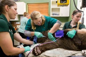 The veterinary team gives the Alaska cub his vaccinations.