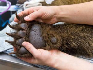 grizzly paw and hand