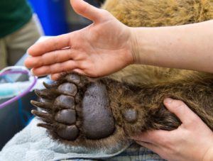 grizzly paw and hand