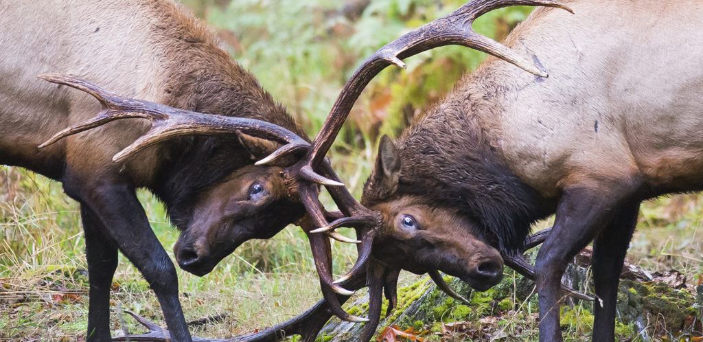 elk rut clashing antlers