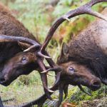 elk rut clashing antlers