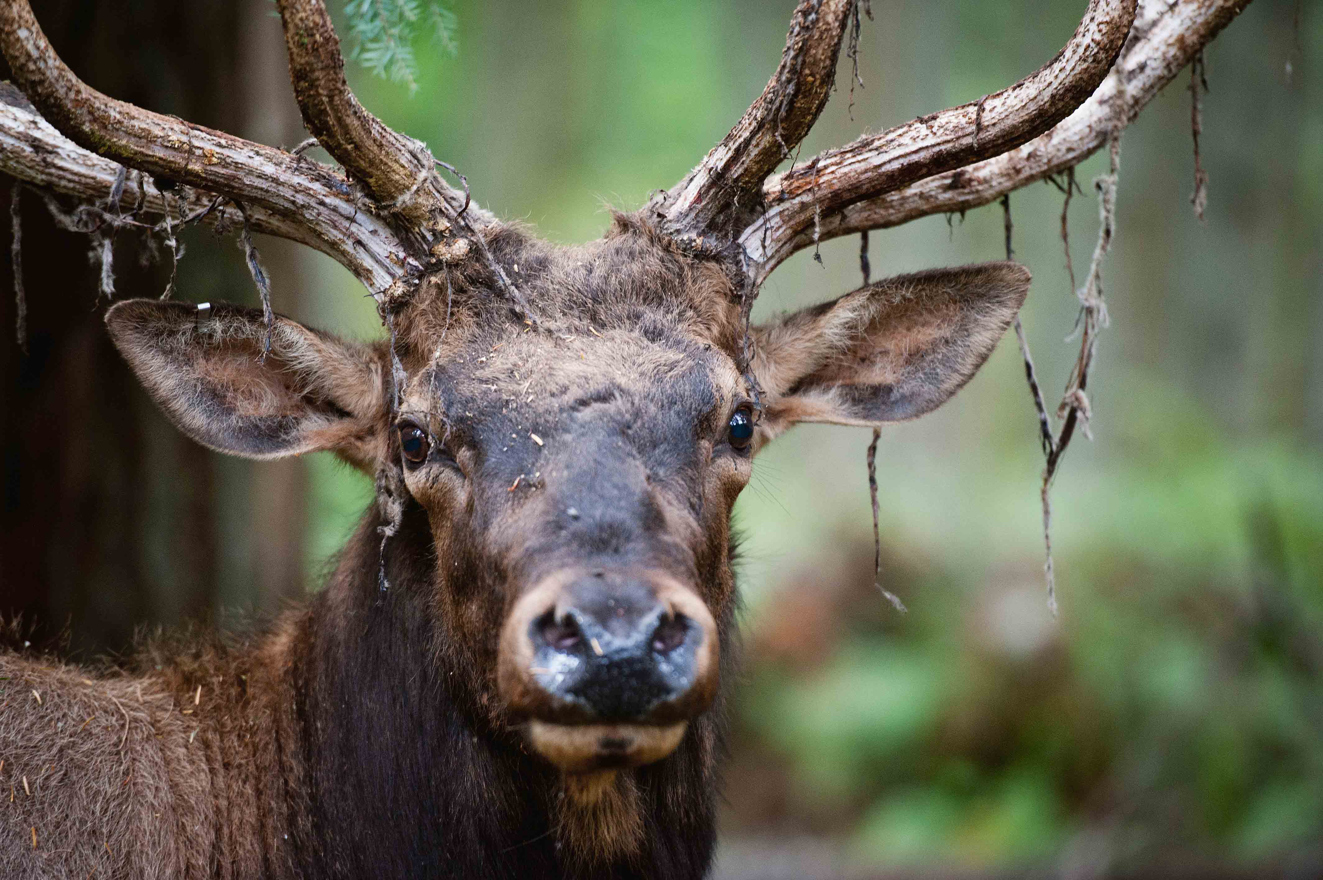 elk shedding antlers