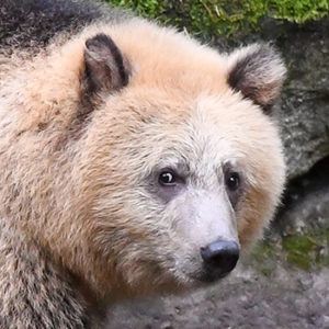 grizzly bear Montana