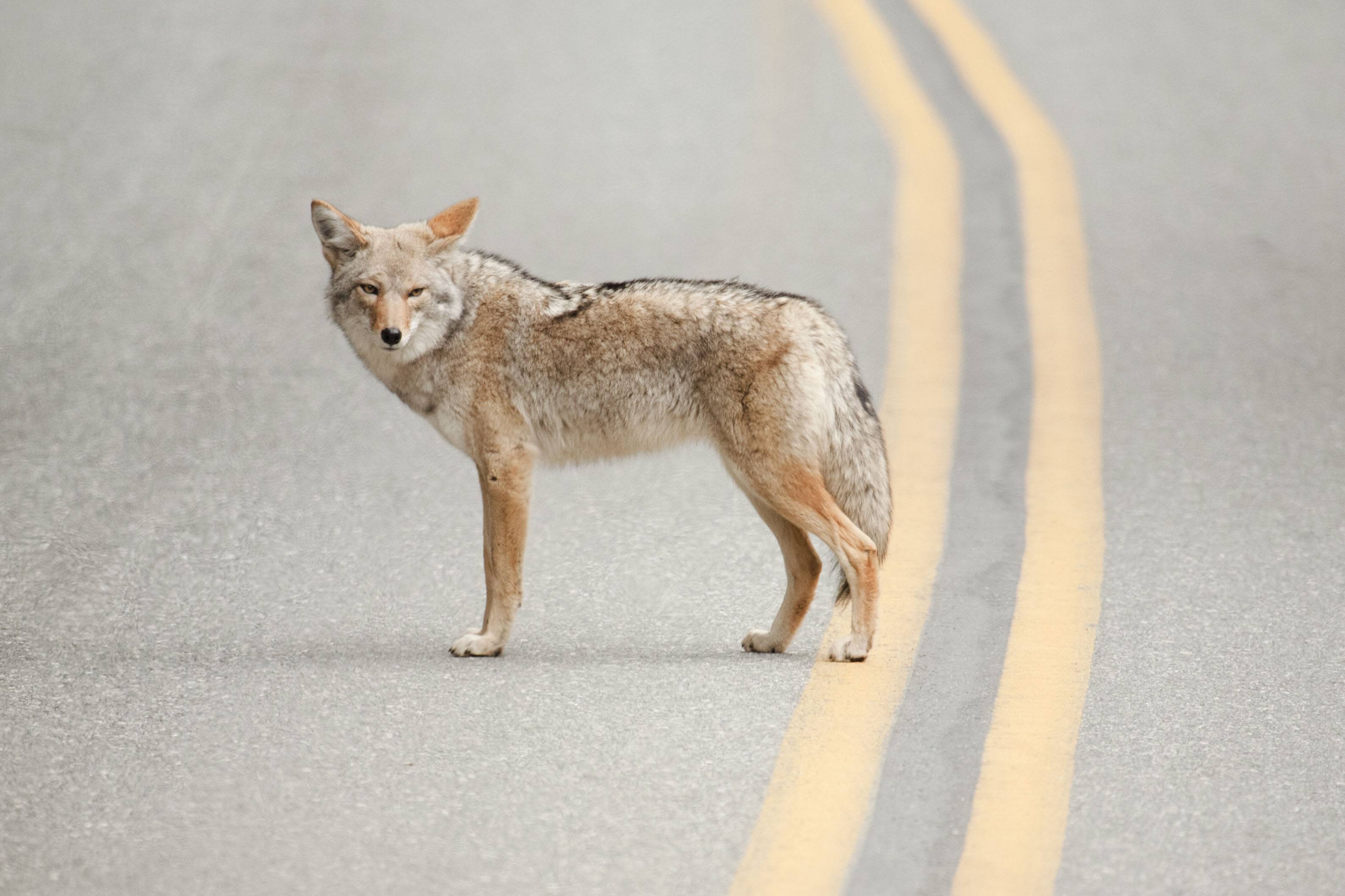 coyote on road