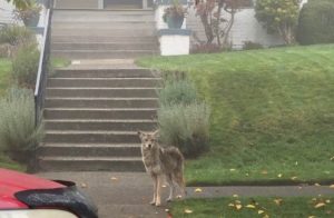 Coyote on city sidewalk