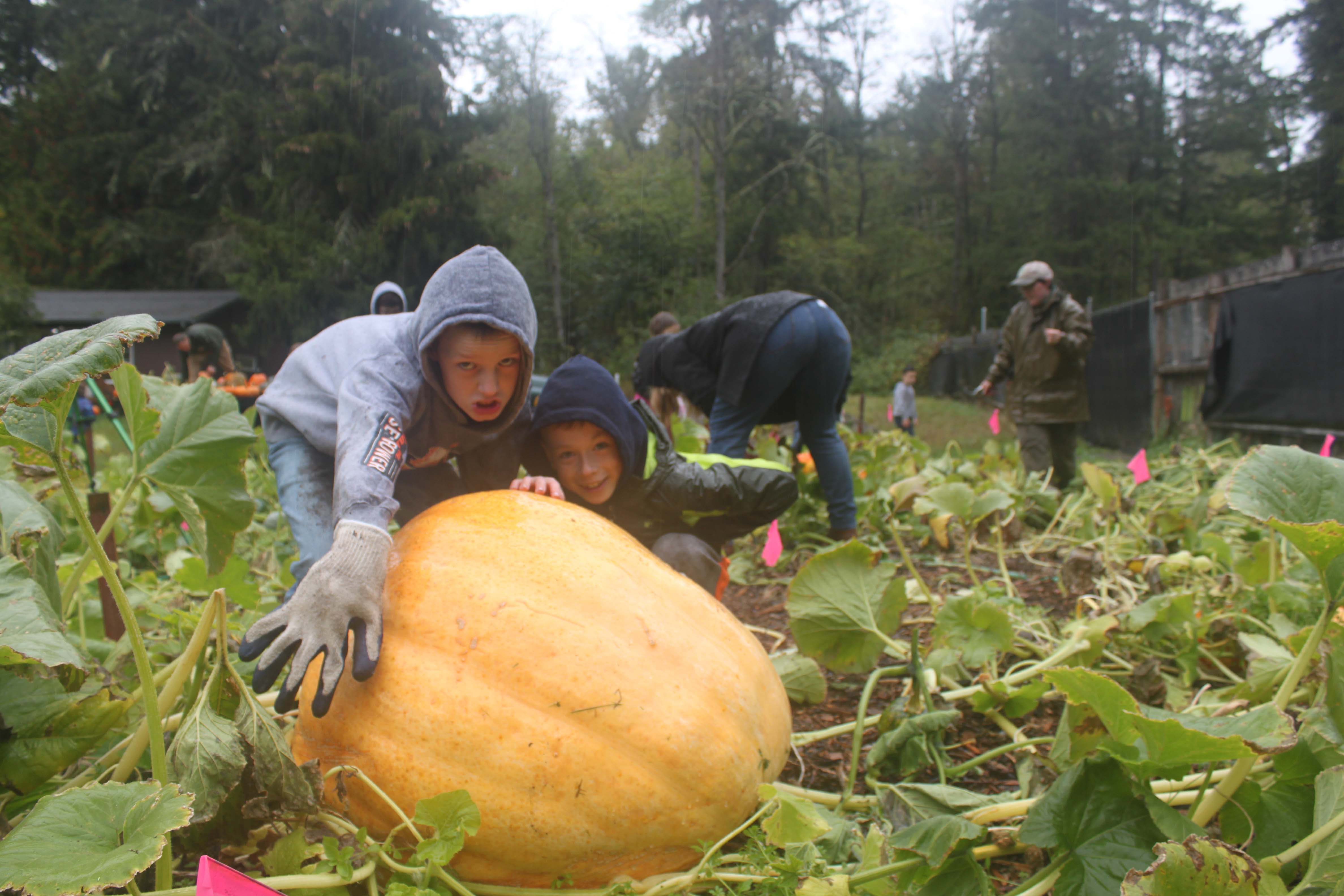 The biggest pumpkin in the patch - around 100lb.