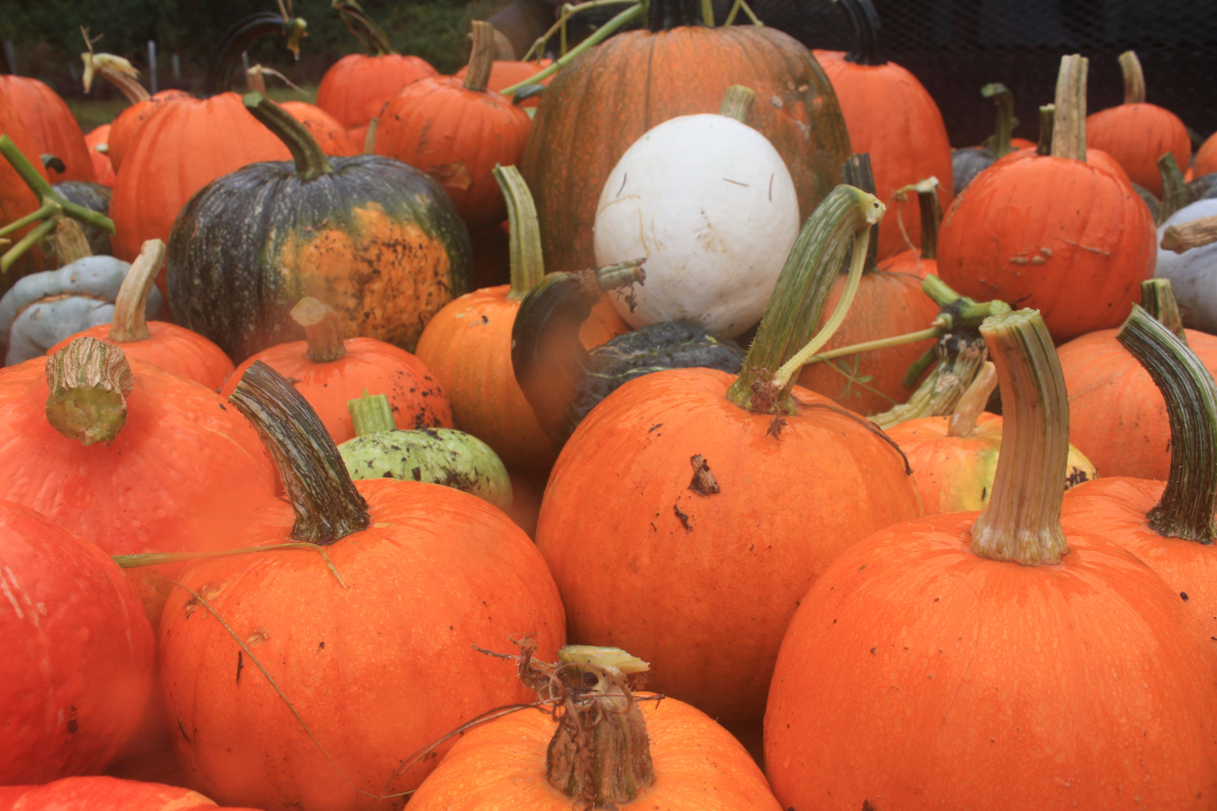 Trek-grown pumpkins ready to feed to animals over winter.