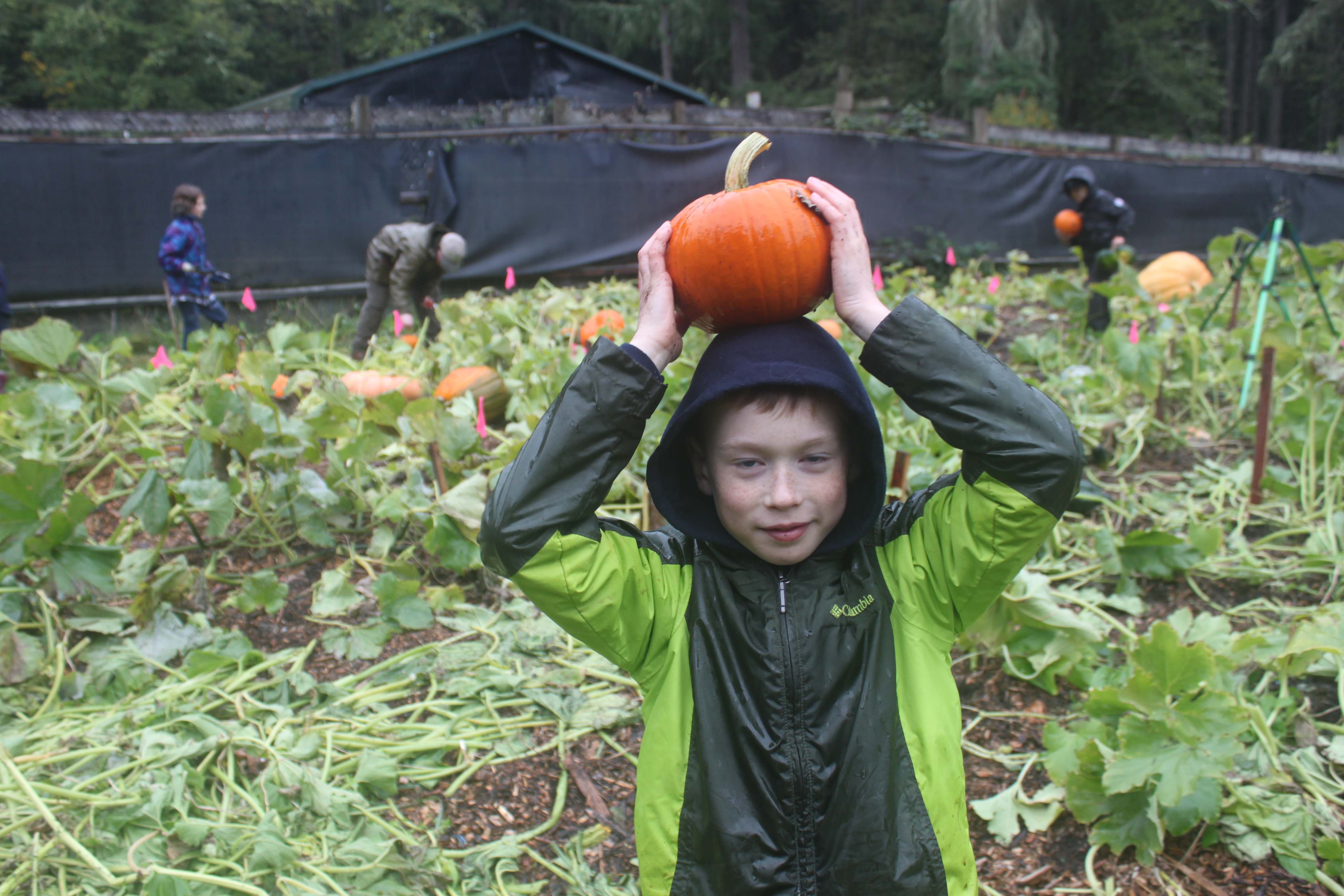 Weyerhaeuser student Blake Pool has fun harvesting pumpkins he helped grow at Northwest Trek with his class.