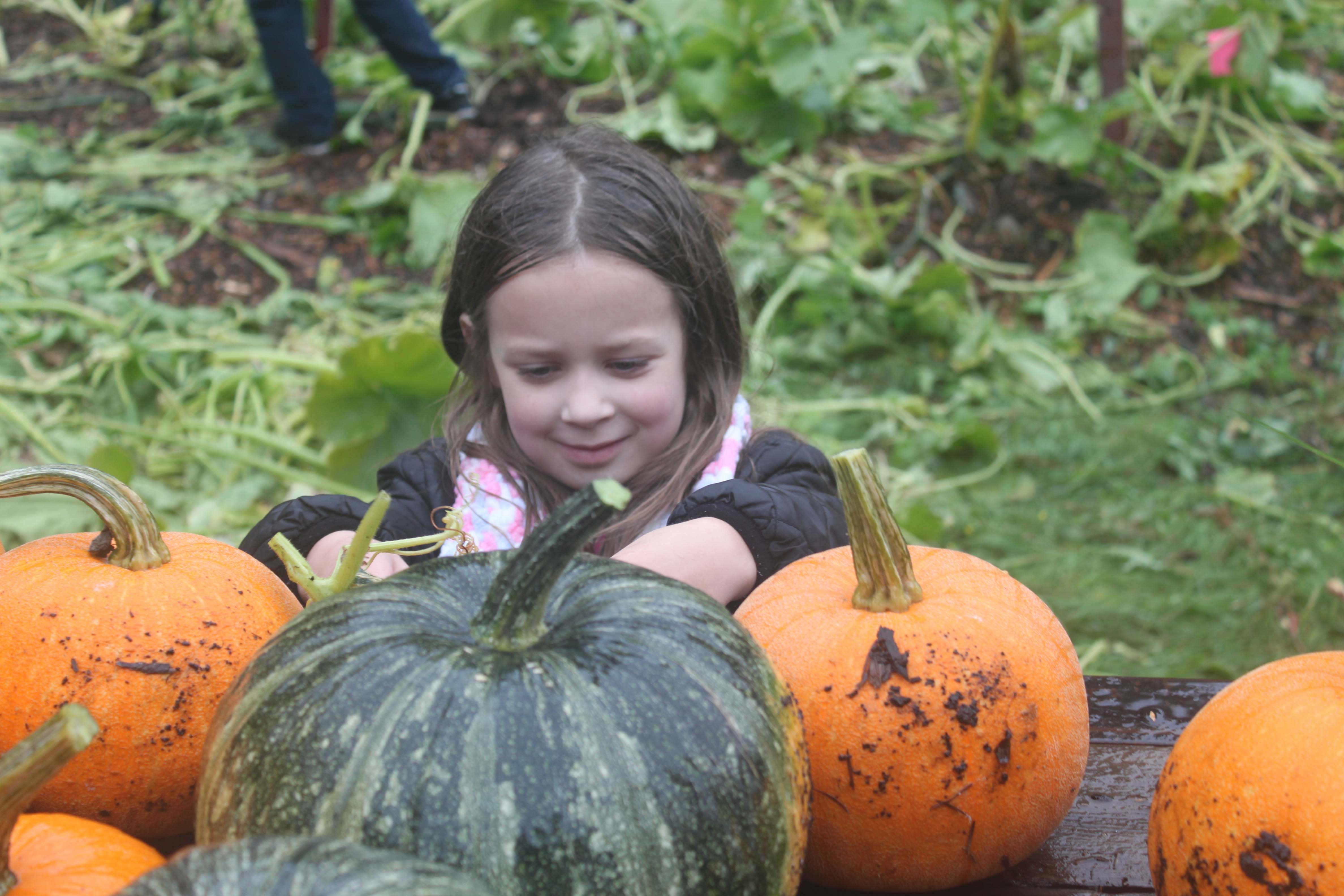 A Weyerhaueser student helps harvest pumpkins for animals.