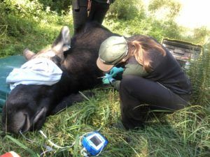 Veterinary technician and moose