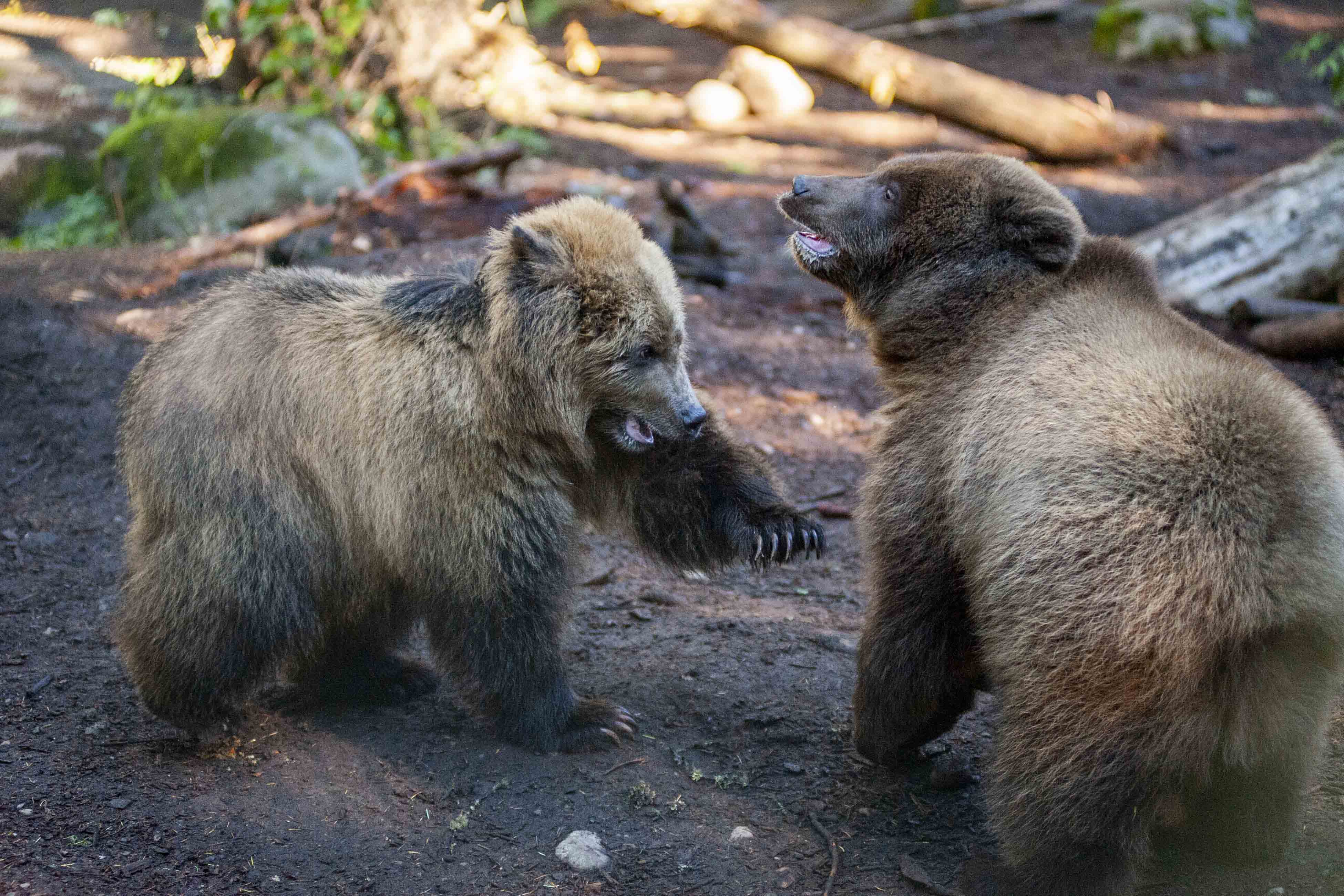 grizzly cubs paw up