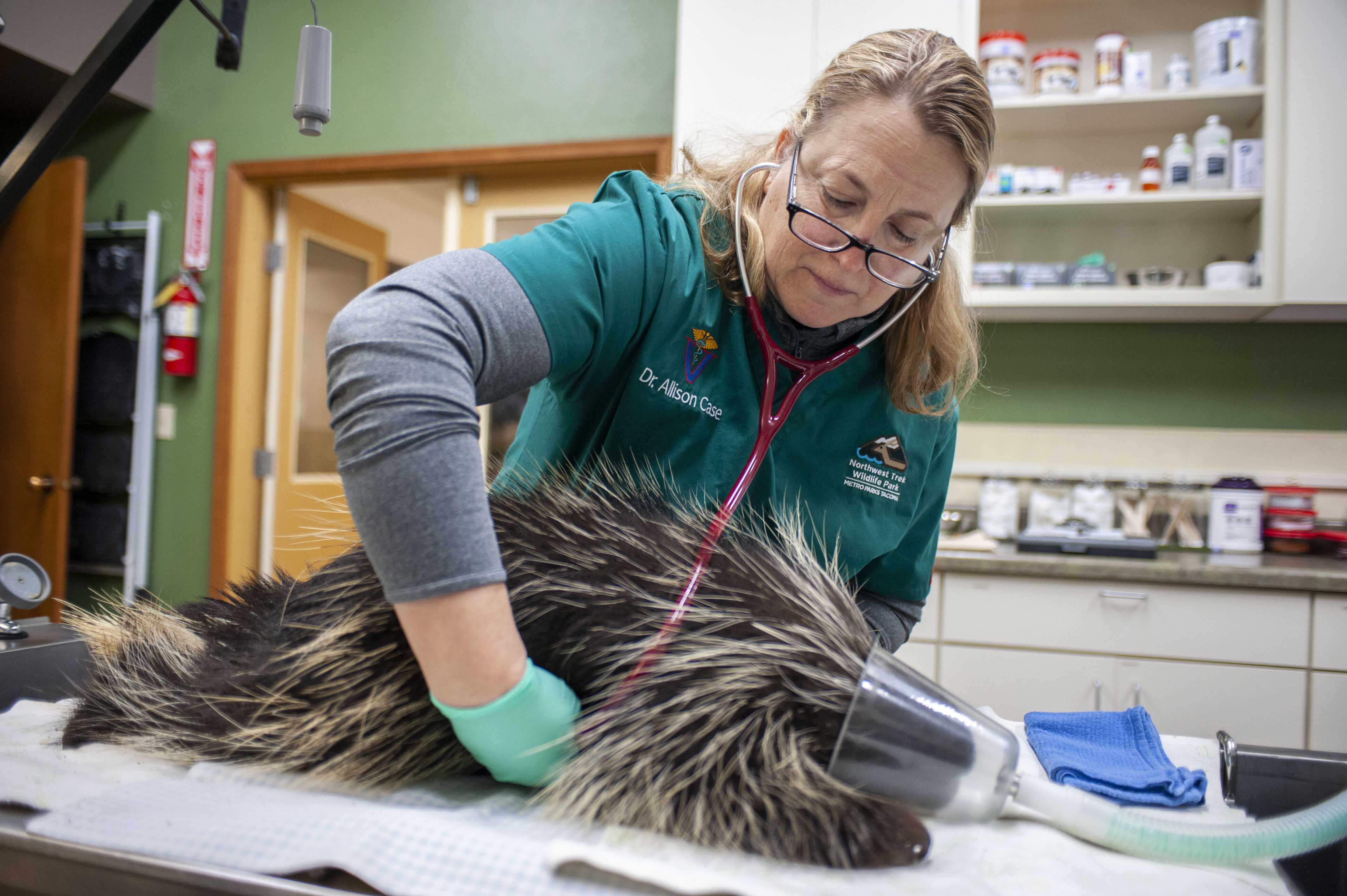 veterinarian porcupine exam heart