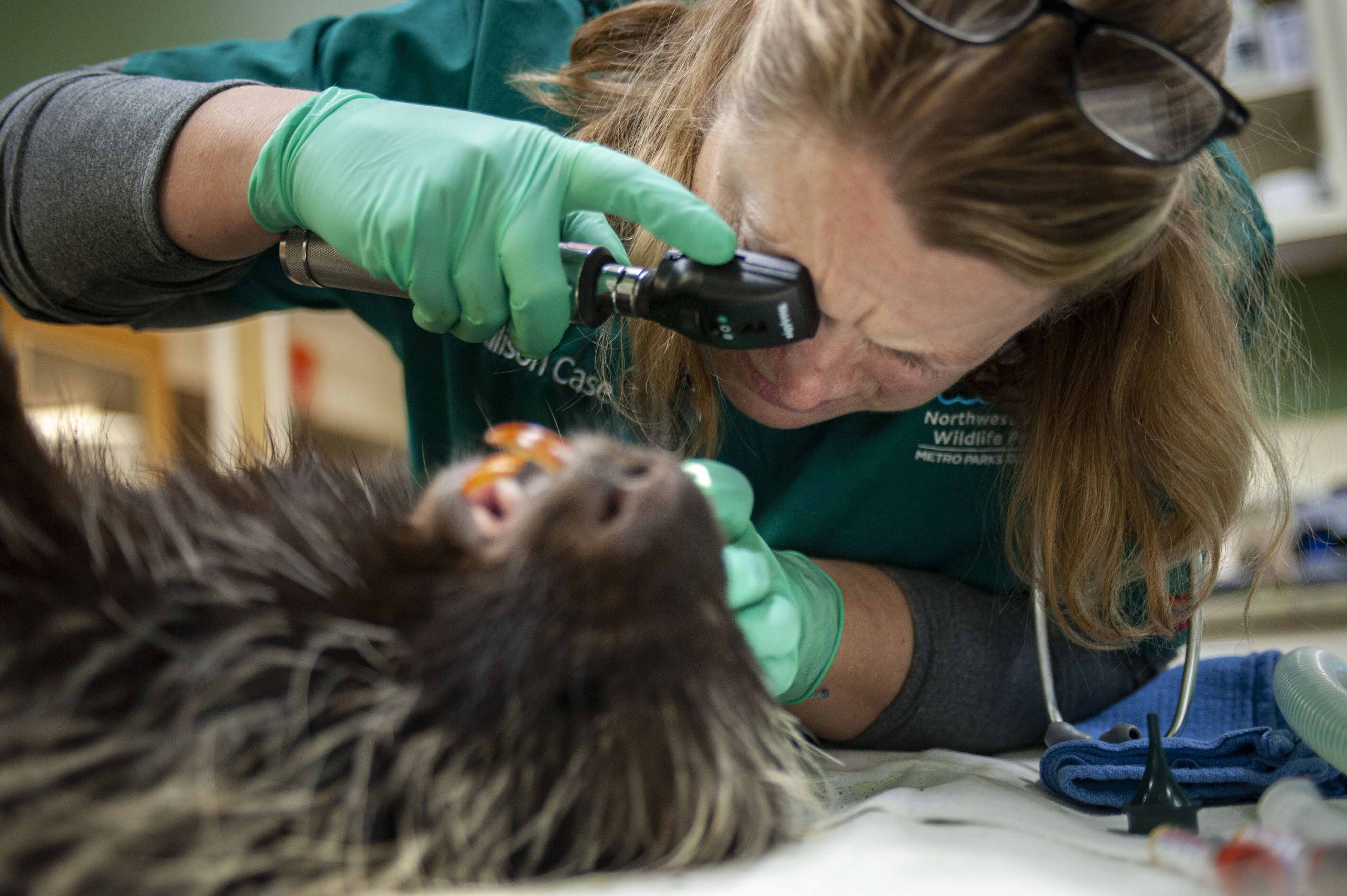 veterinarian porcupine exam eyes