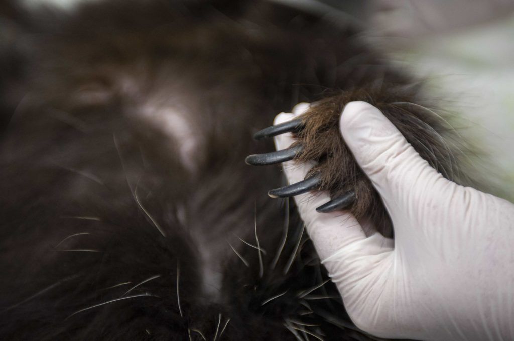 porcupine claws