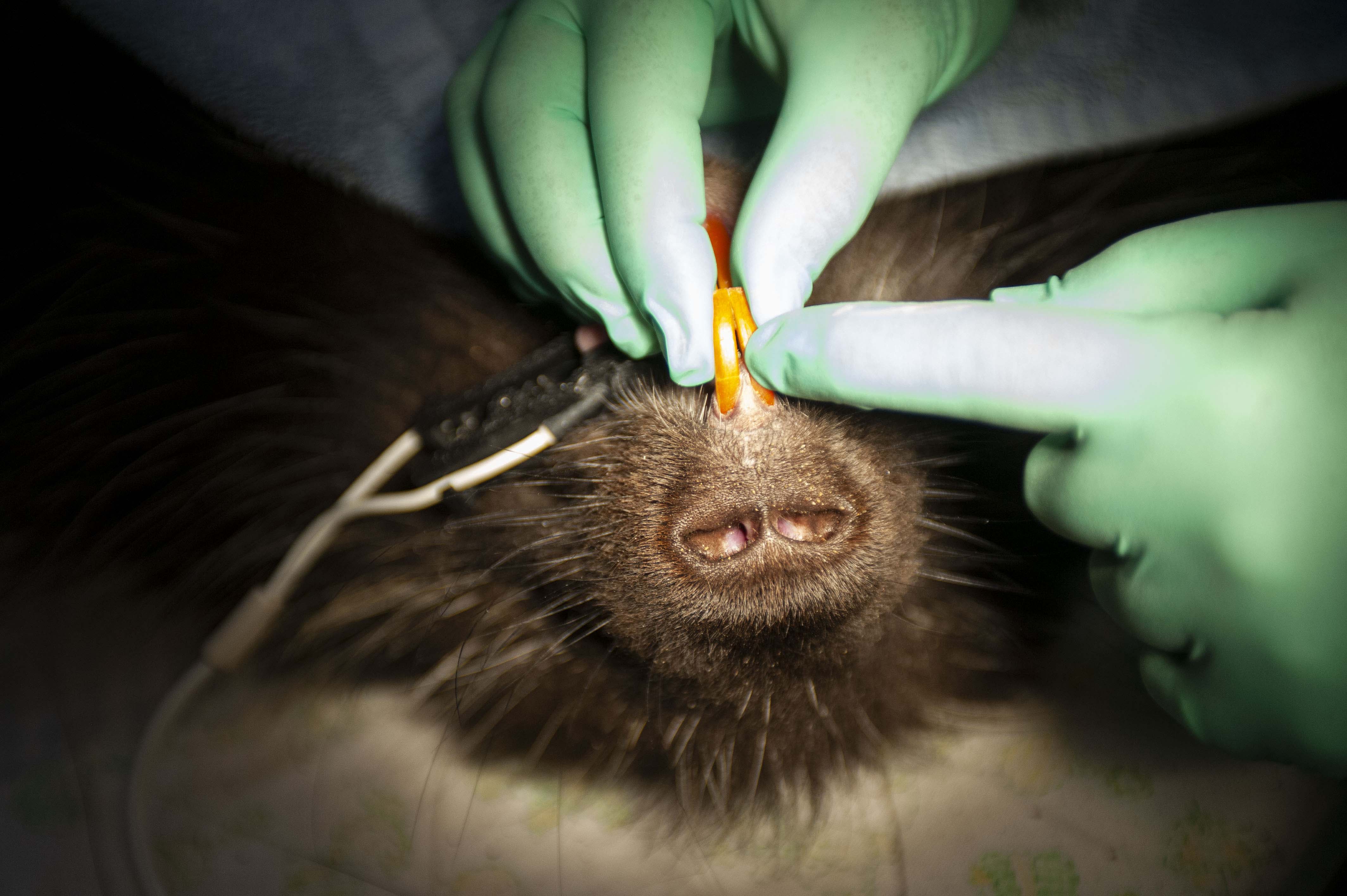 veterinarian porcupine exam teeth