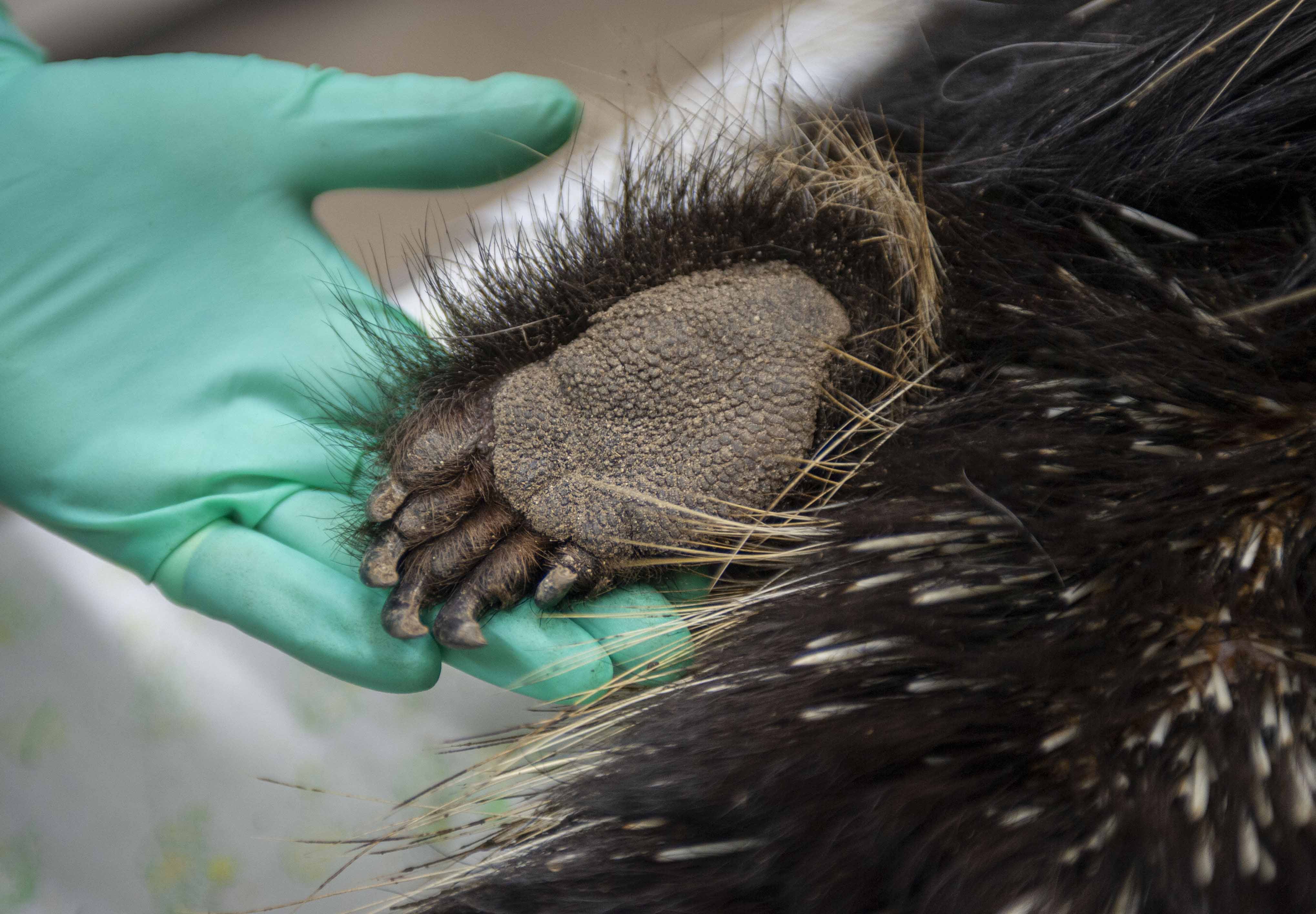veterinarian porcupine exam feet paw