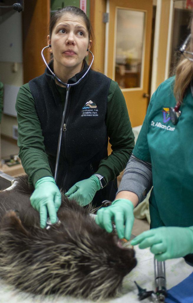 veterinarian porcupine exam