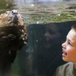 boy and otter