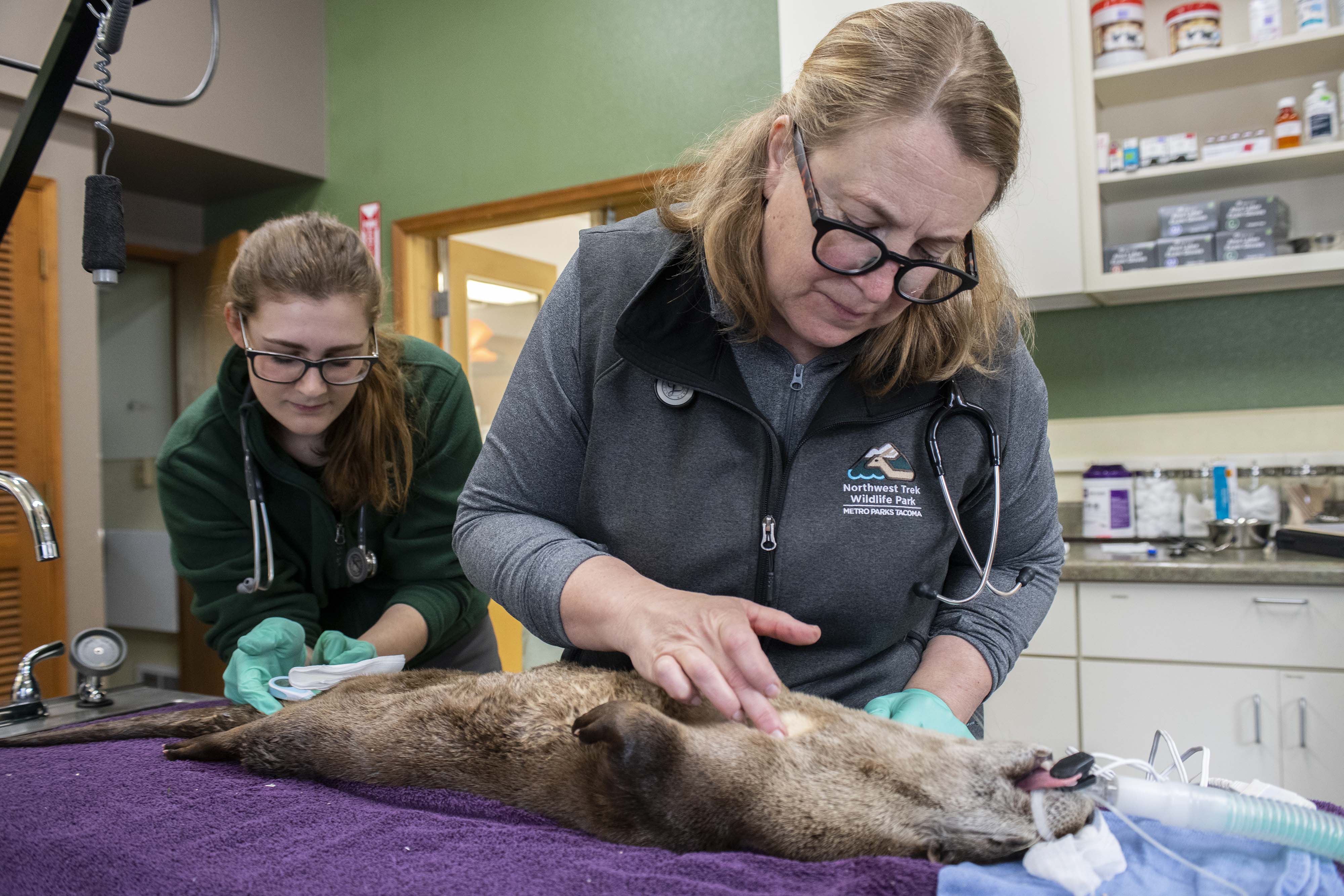 vets check river otter fur