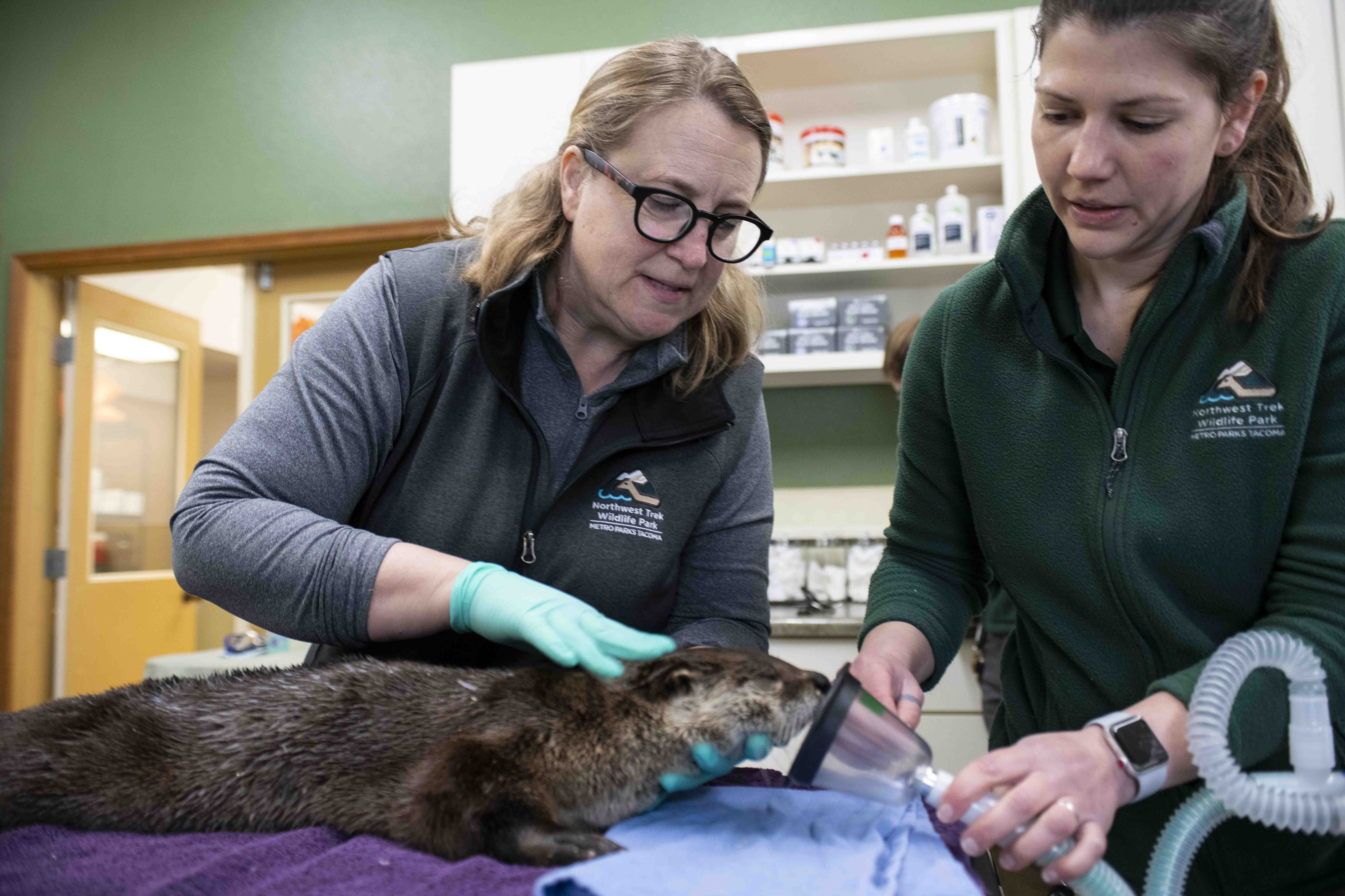 vets and river otter exam