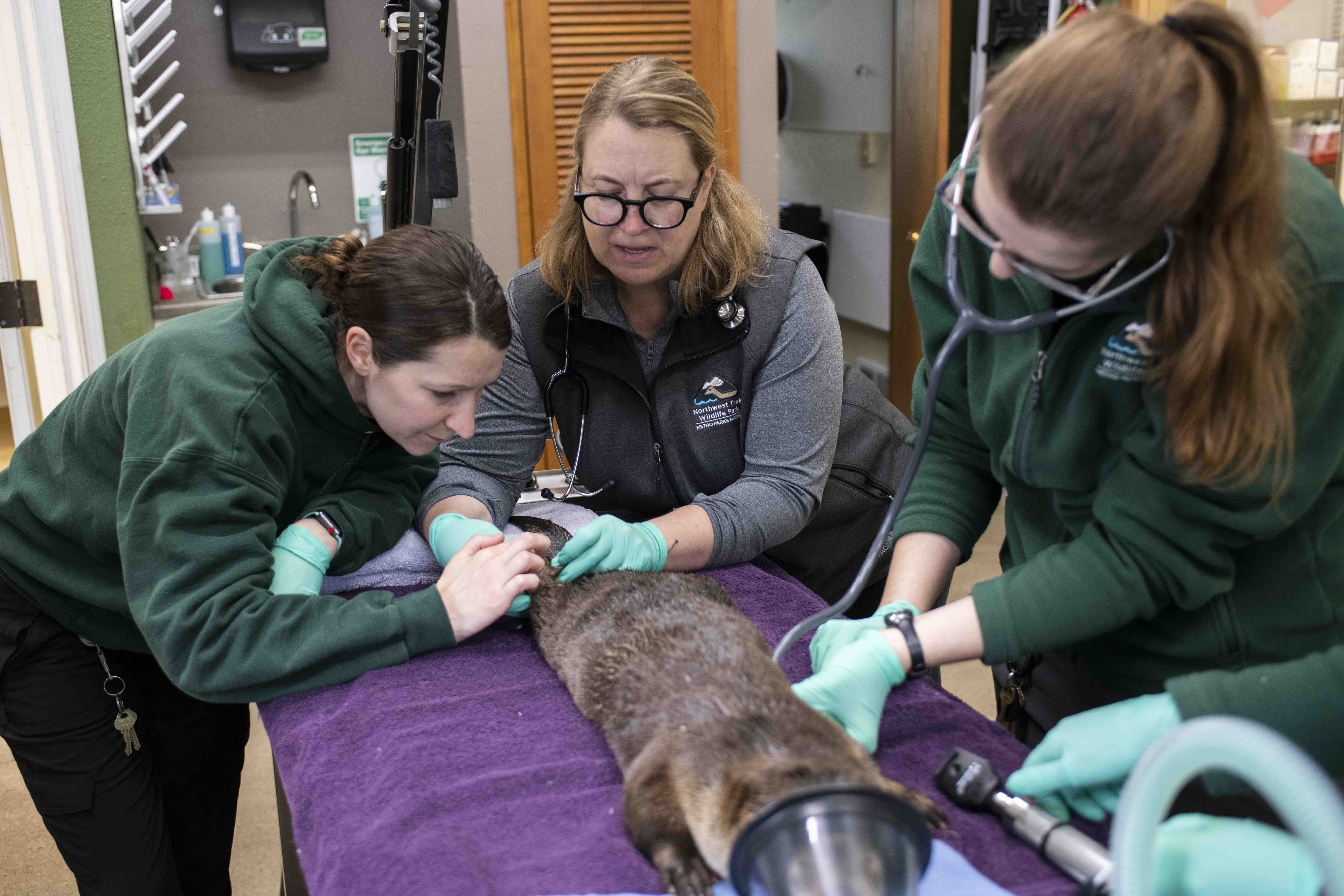 river otter exam three women