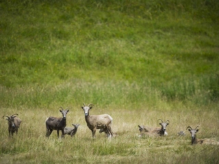 Bighorn sheep and lambs. Bighorn sheep and lambs.