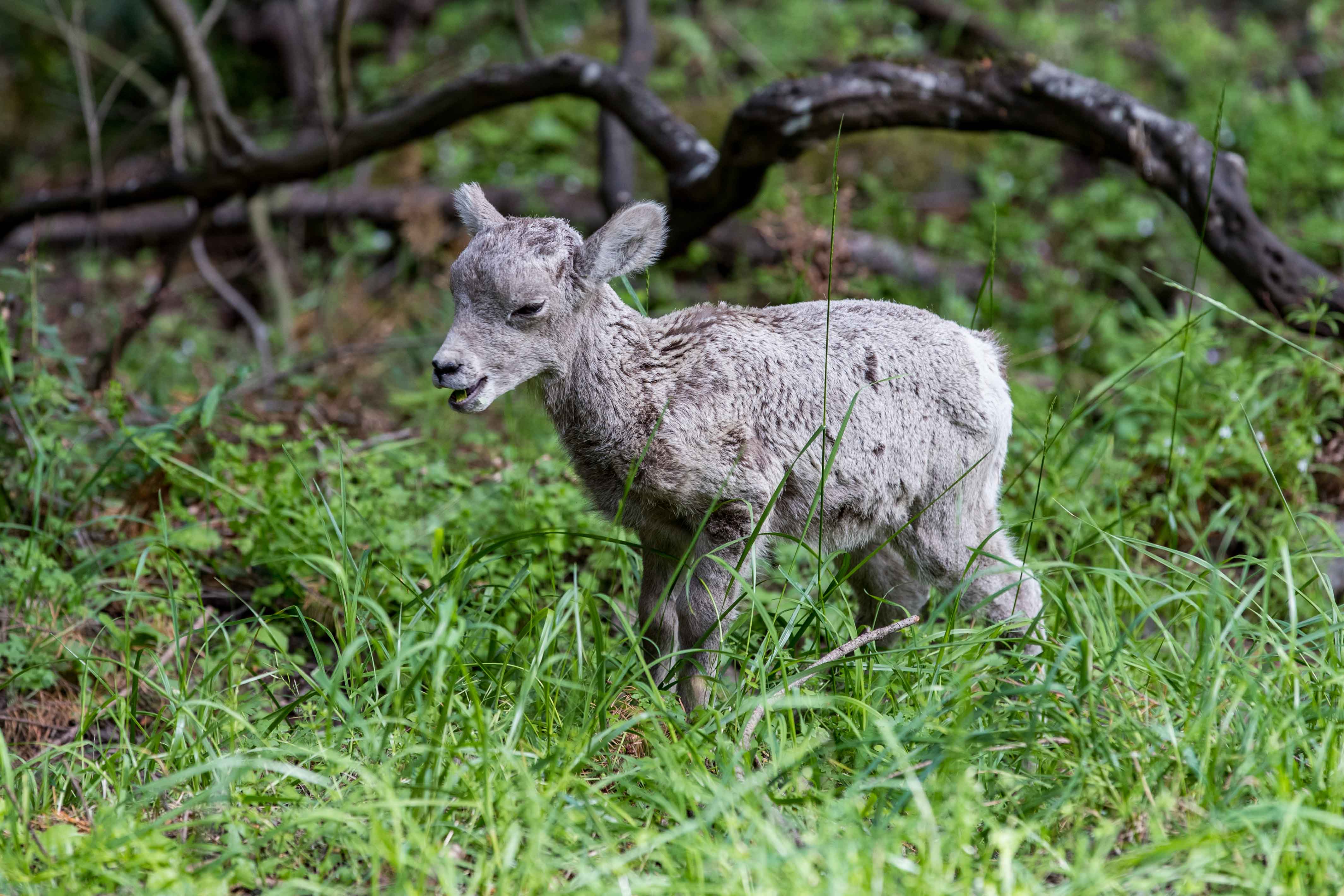 Bighorn sheep lamb