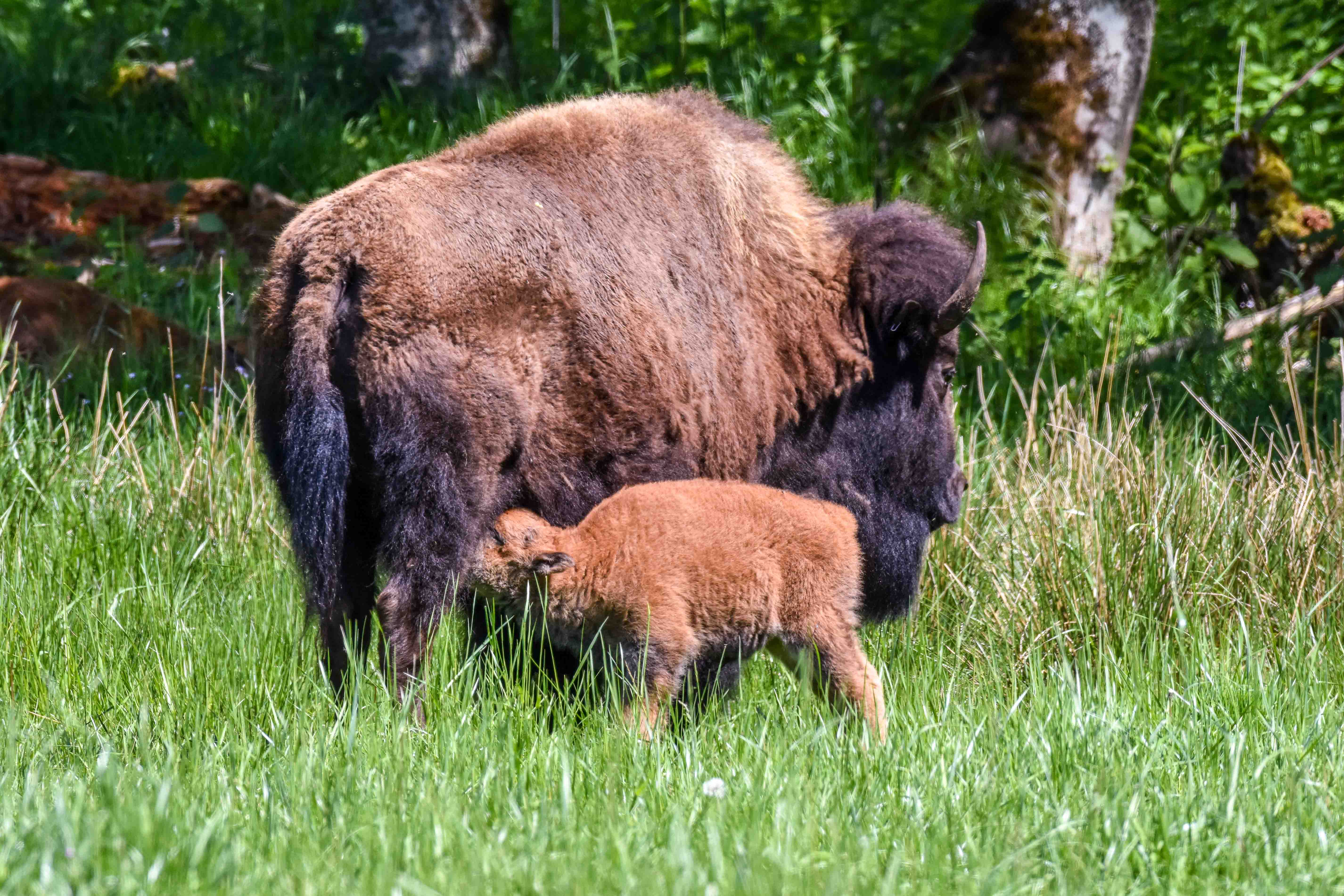 Bison calf nursing